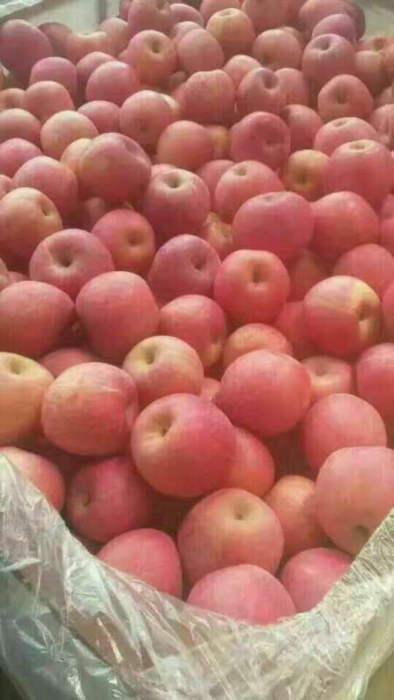 山东苹果，优质红富士苹果基地直供，保证质量