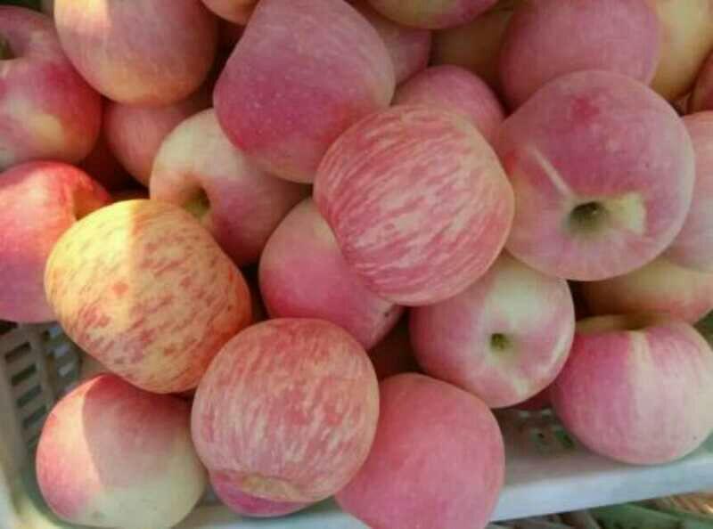 山东苹果，优质红富士苹果基地直供，保证质量