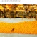 莲子壳