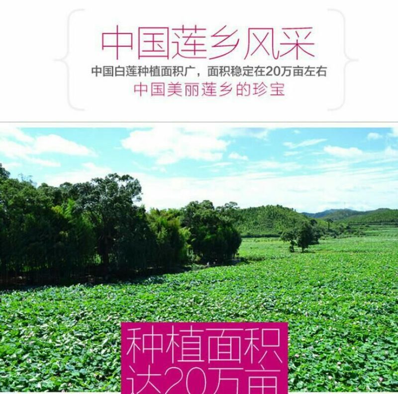 莲子壳
