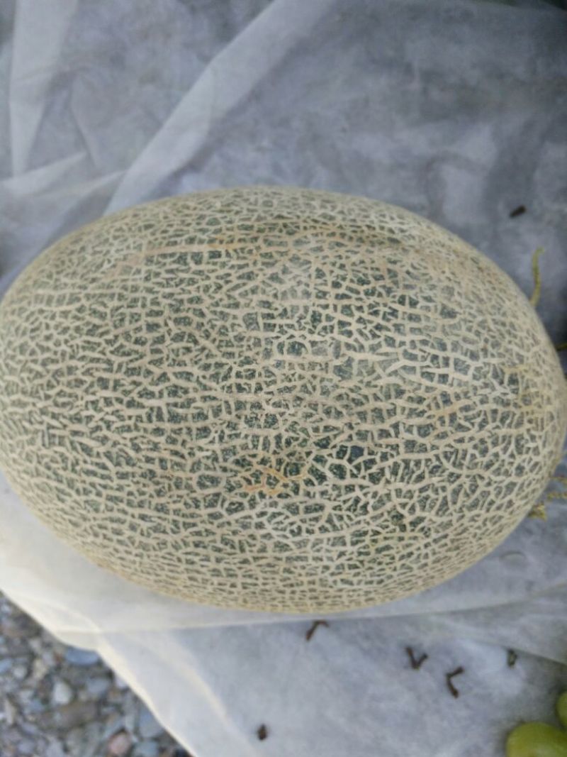 西州蜜瓜