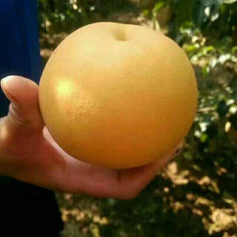 圆黄梨250~300g纸袋