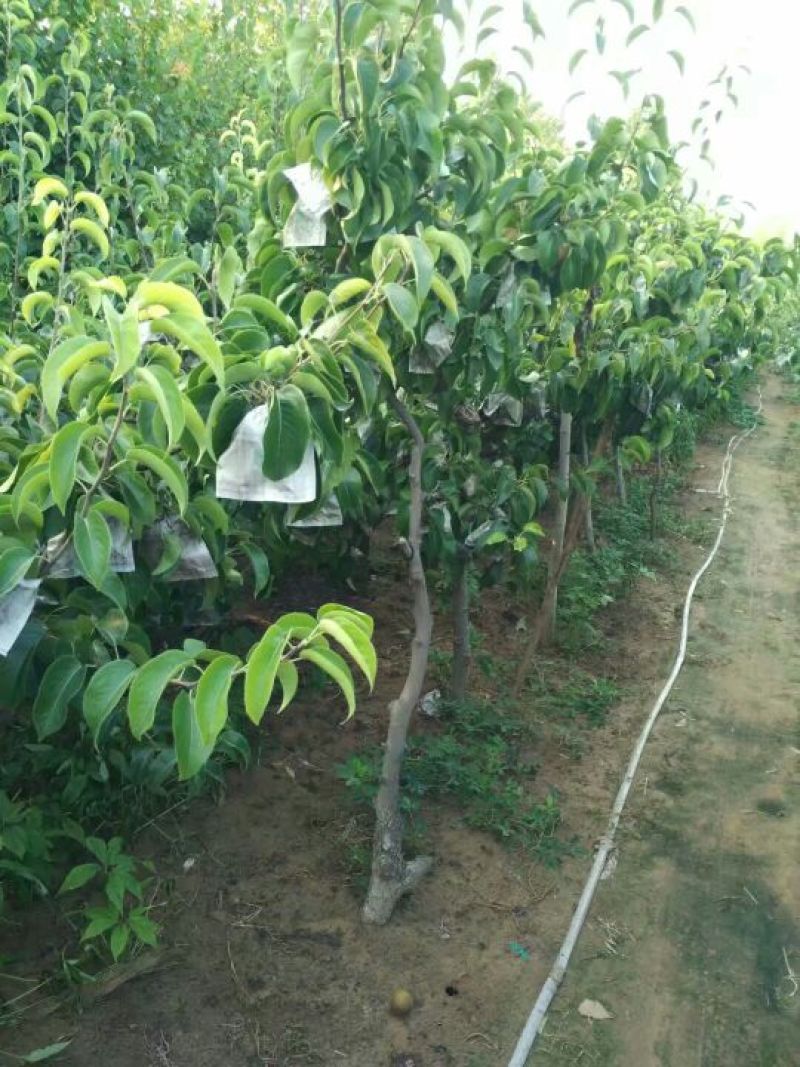 圆黄梨250~300g纸袋