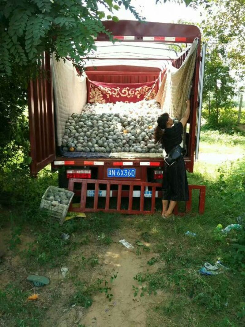圆黄梨250~300g纸袋