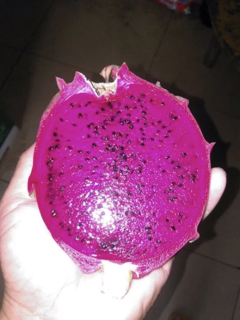 红心火龙果苗10cm以下成苗