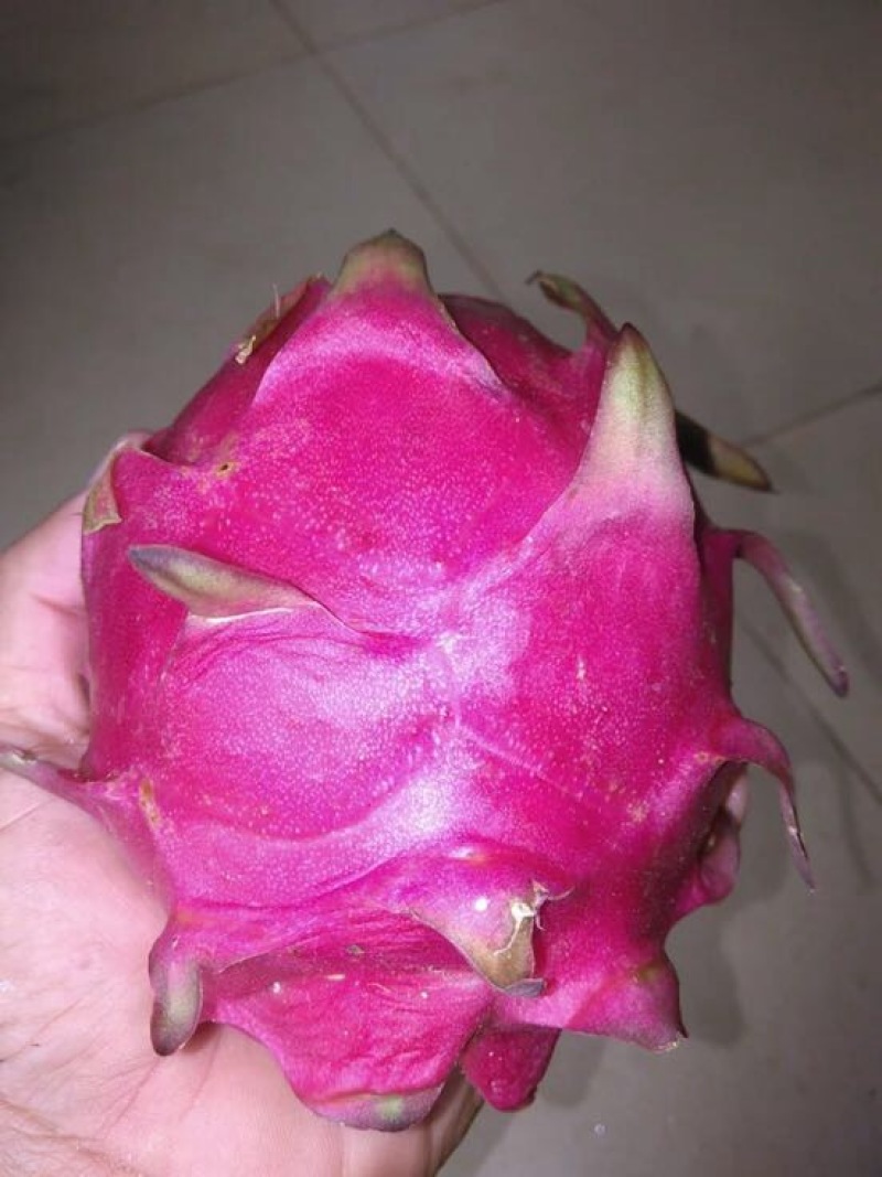 红心火龙果苗10cm以下成苗