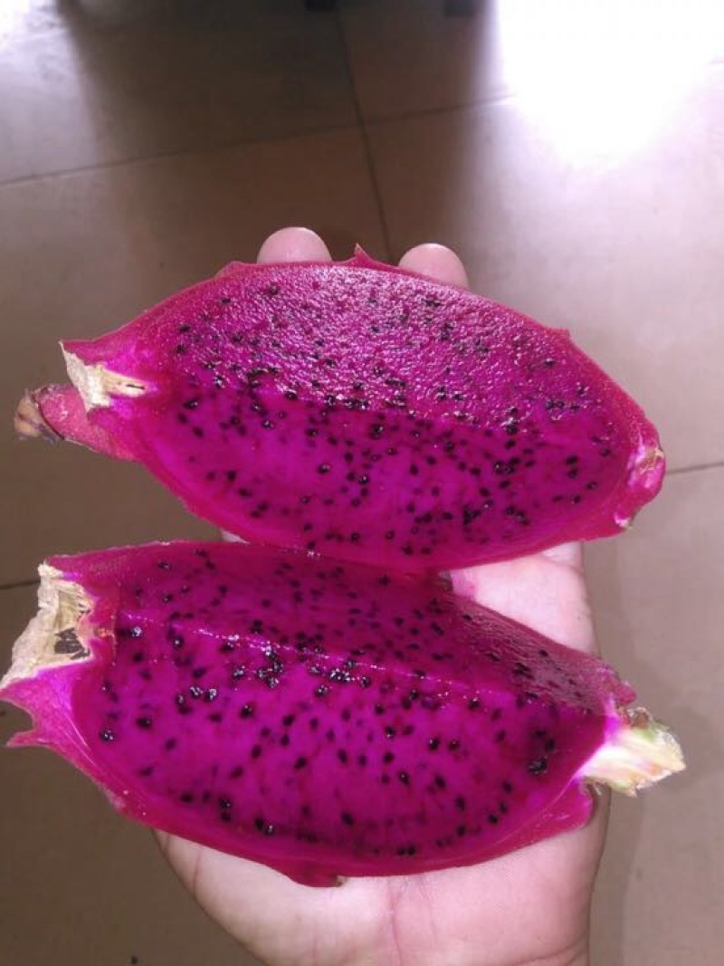 红心火龙果苗10cm以下成苗