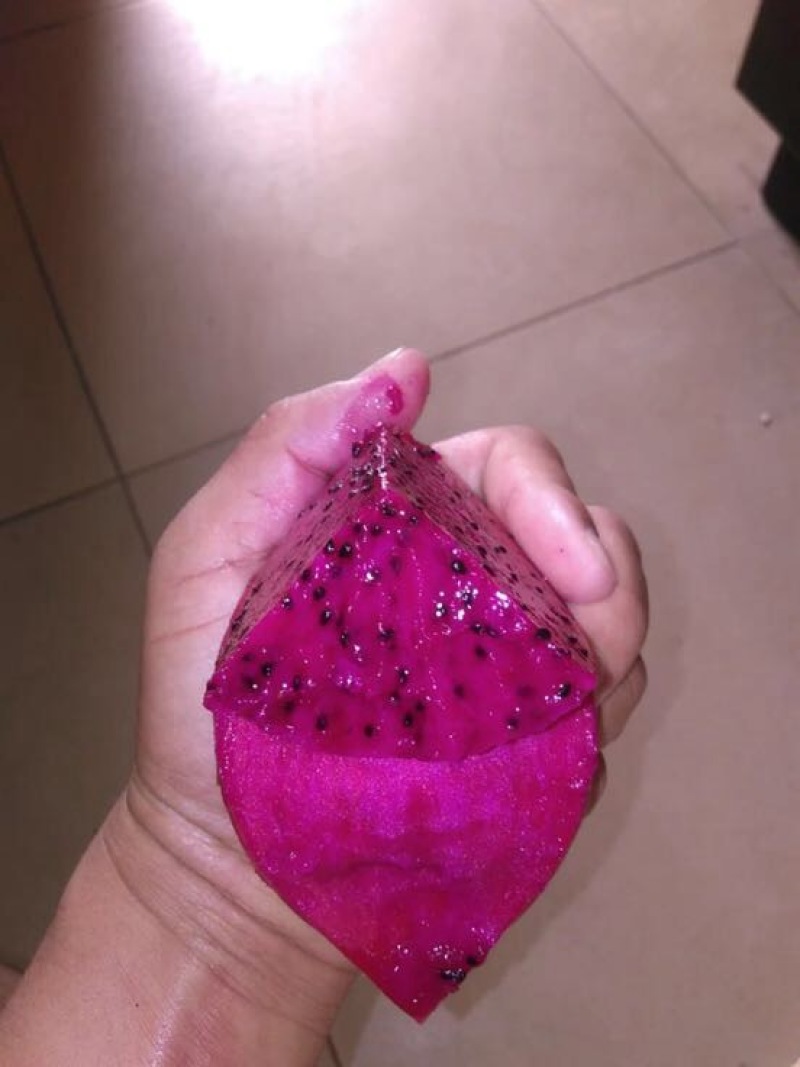 红心火龙果苗10cm以下成苗