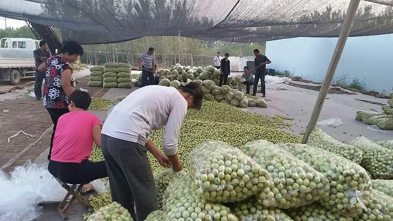 果园现摘山东鲜枣陆地露天产地现摘现发电商平台打包代发
