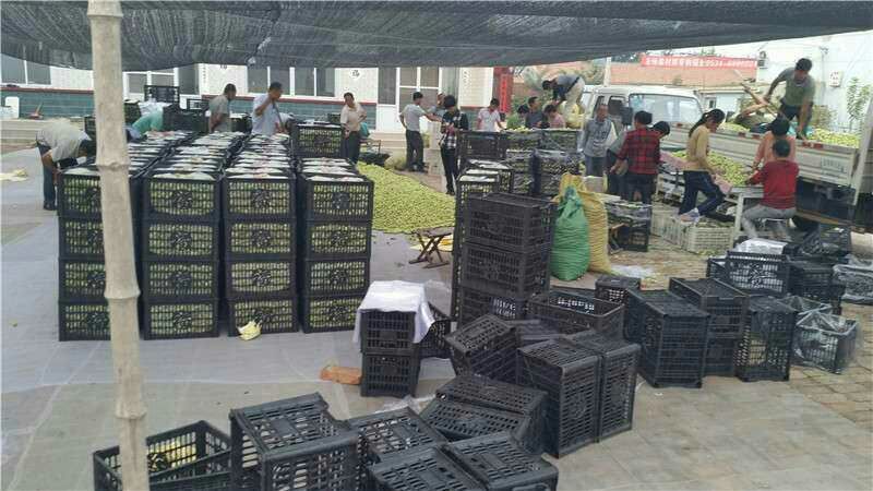 果园现摘山东鲜枣陆地露天产地现摘现发电商平台打包代发
