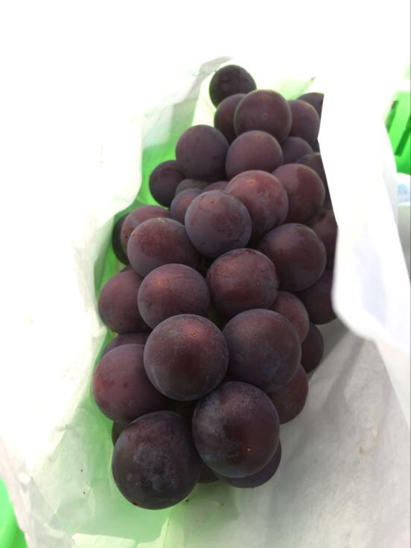 陕西巨峰葡萄陕西巨峰葡萄陕西巨峰葡萄陕西巨峰葡萄