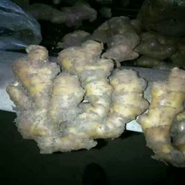 鲜姜，生姜批发产地，一手货源货源充足大黄姜