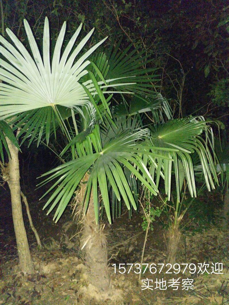 棕榈树1~1.5m