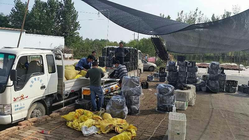 网红抖音山东早熟鲜冬枣基地现摘现发日供20万斤可一件代发