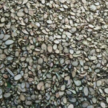 桂枝中粒