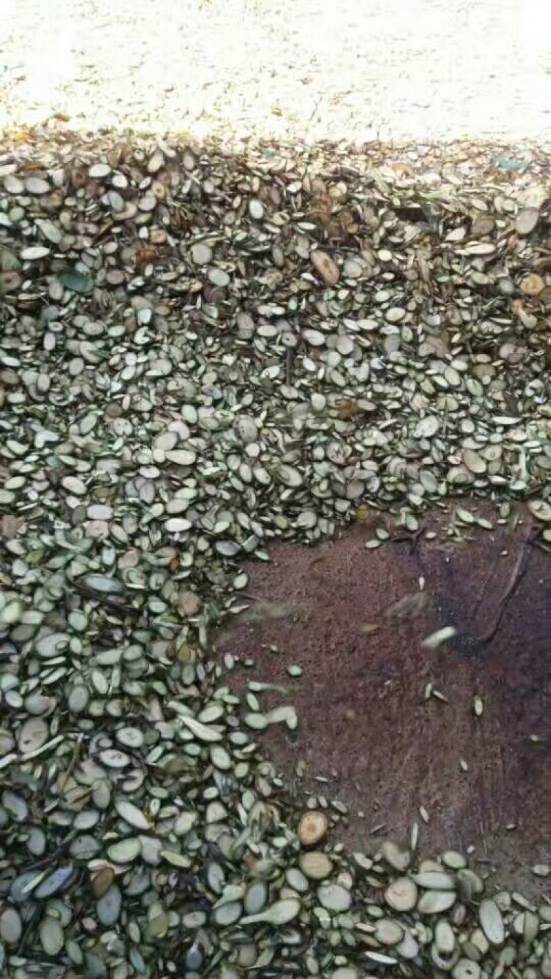 桂枝中粒