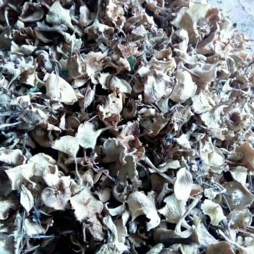 松蘑特级