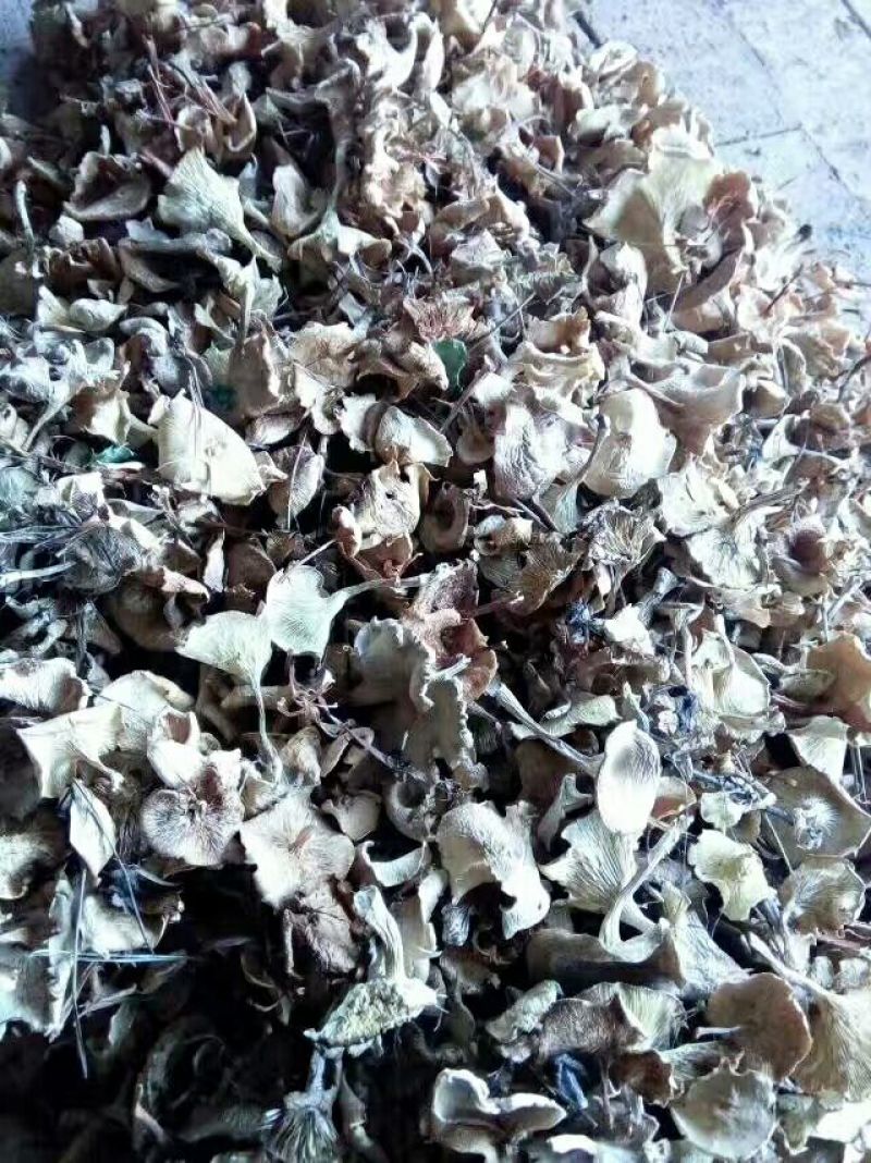 松蘑特级
