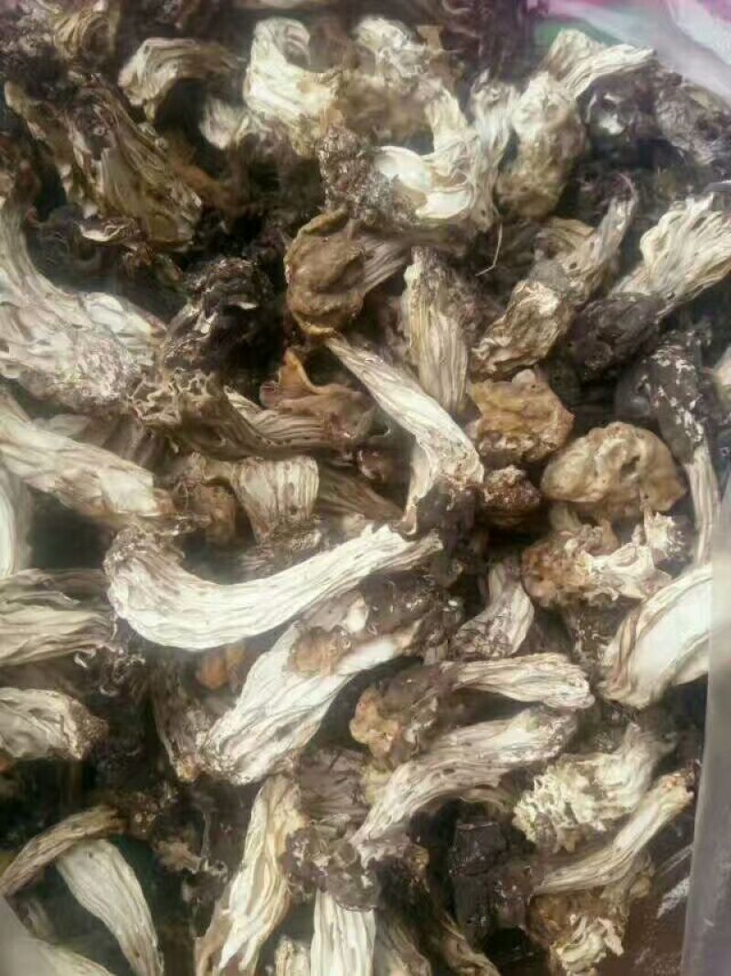 松蘑特级