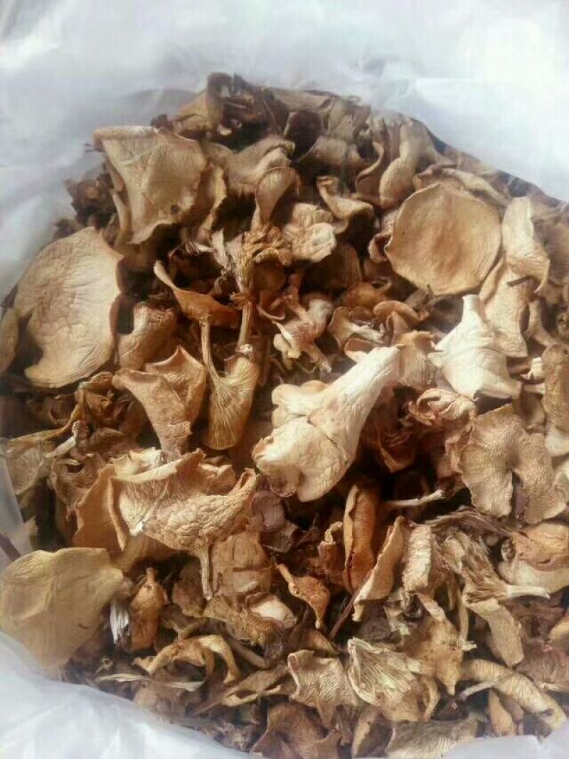 松蘑特级