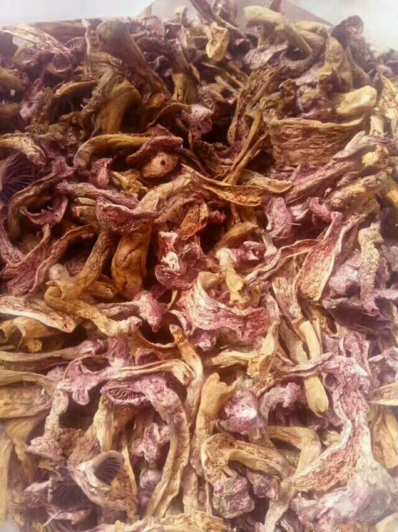 松蘑特级