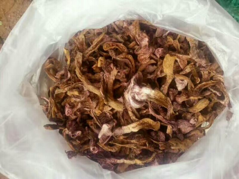 松蘑特级