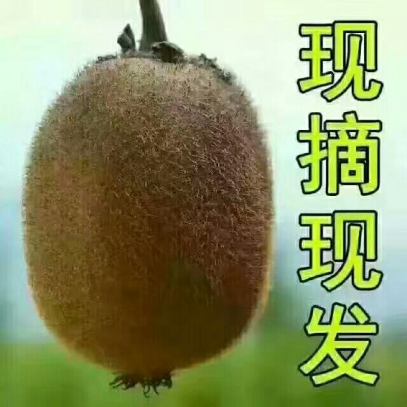 徐香猕猴桃