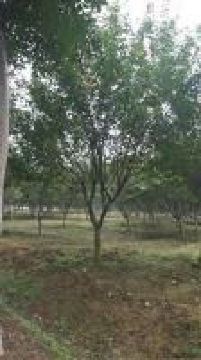 百日红2~4cm2.5~3米2~3米