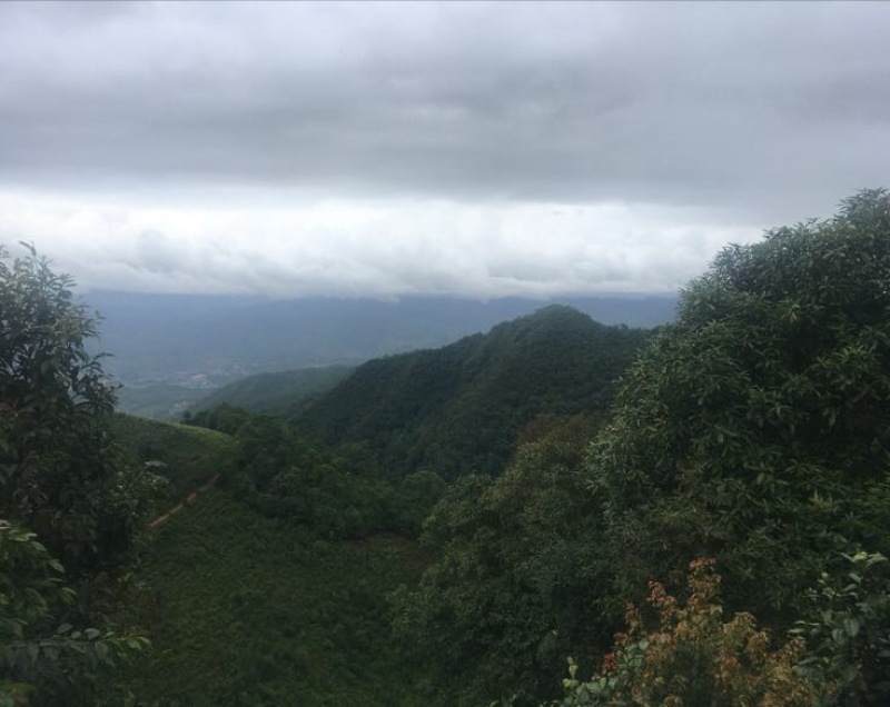 普洱茶一级