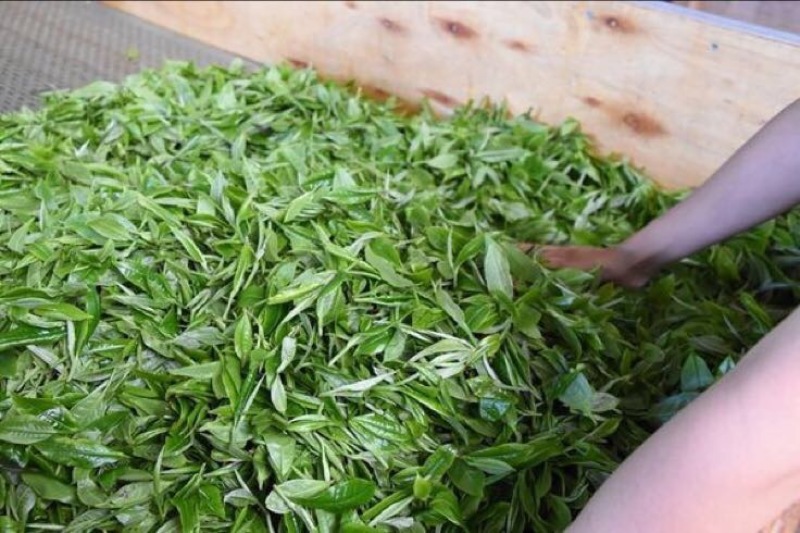 普洱茶一级