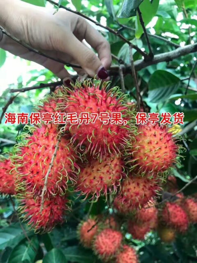 毛丹2cm以上
