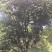 普洱茶一级