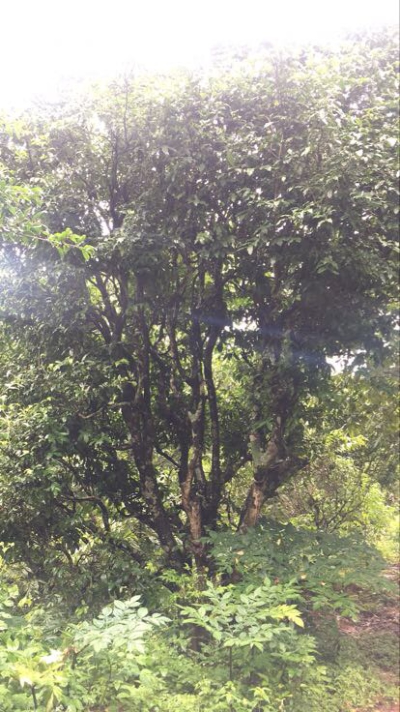 普洱茶一级