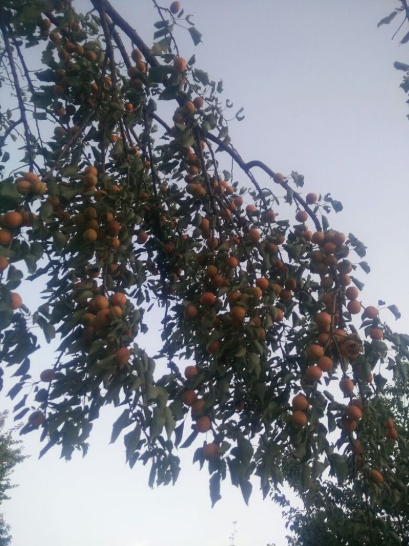 杏干