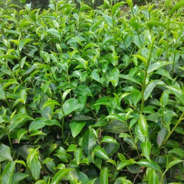 普洱茶一级