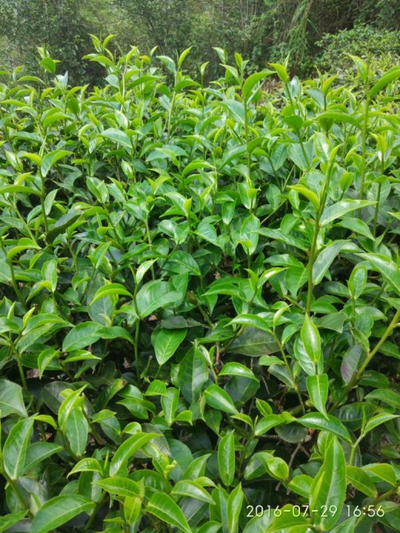 普洱茶一级