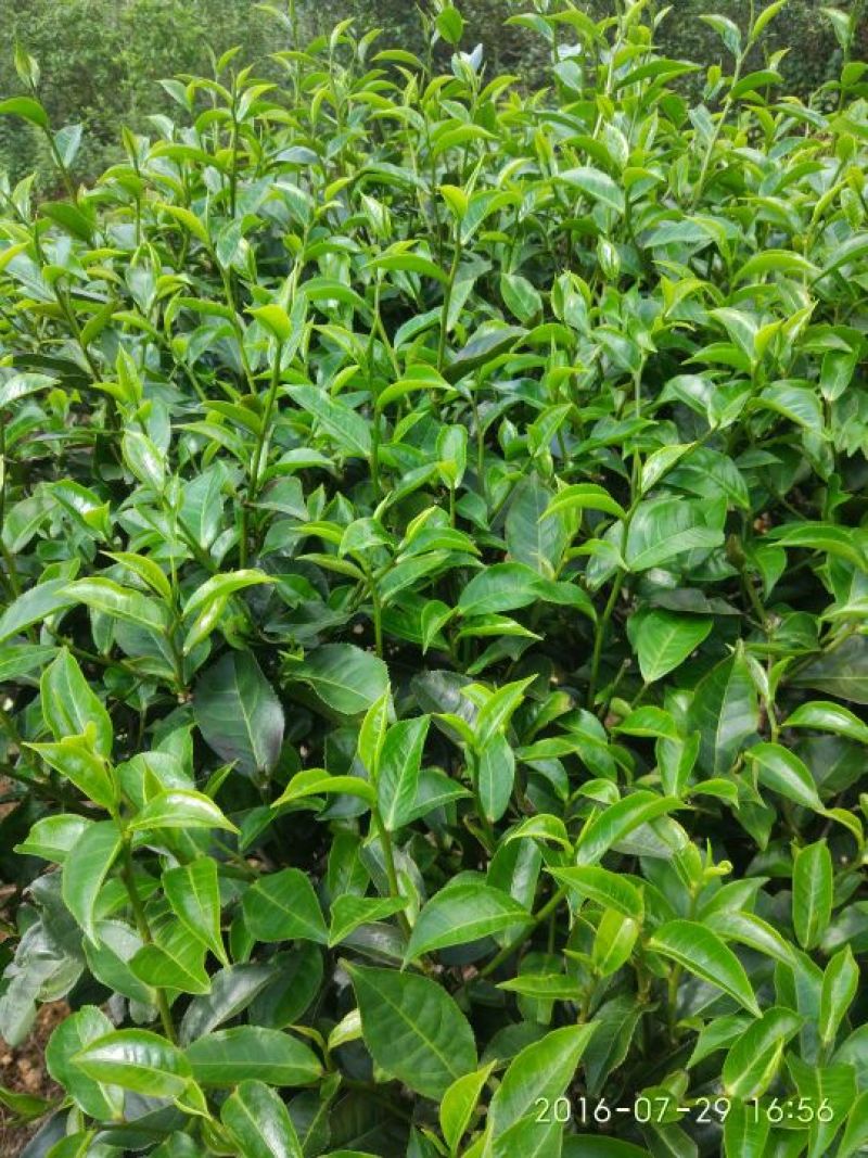 普洱茶一级