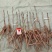 油牡丹苗10~20cm