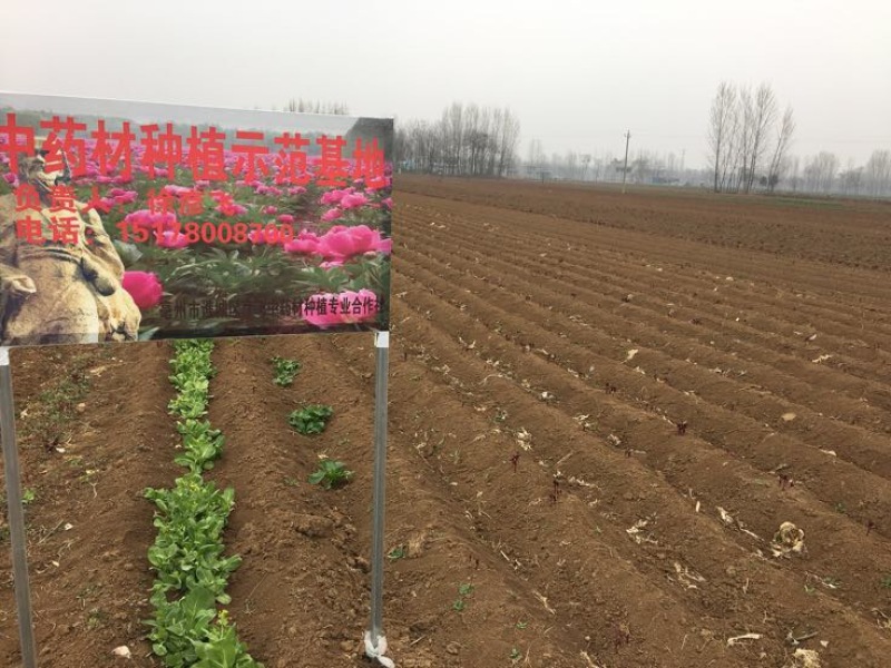油牡丹苗10~20cm