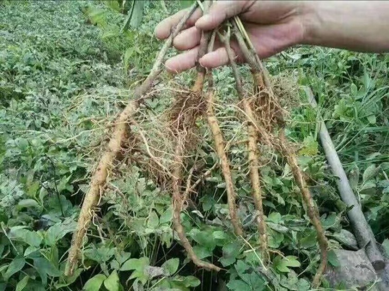 油牡丹苗10~20cm