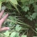 油牡丹苗10~20cm