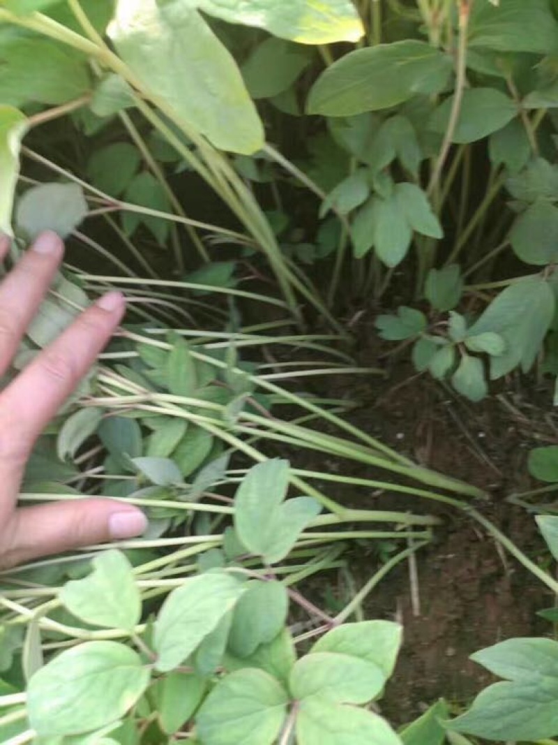 油牡丹苗10~20cm