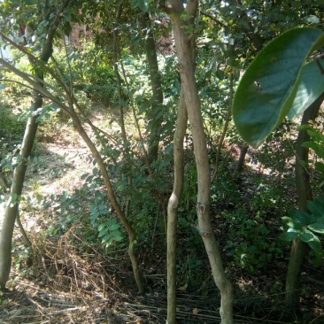 百日红1米以下2~4cm3~3.5米