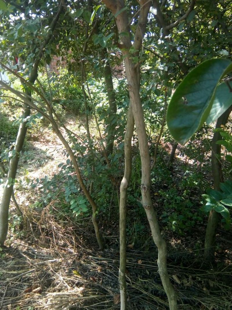 百日红1米以下2~4cm3~3.5米