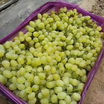 维多利亚葡萄5%以下0.8~1.5斤巨盛一号，红巴拉