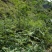 武都花椒苗大红袍狮子头伏椒1-3年苗提供技术指导甘肃陇南