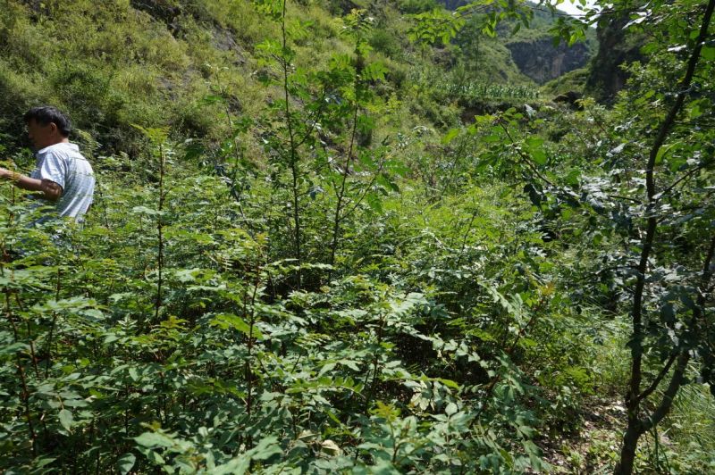 武都花椒苗大红袍狮子头伏椒1-3年苗提供技术指导甘肃陇南