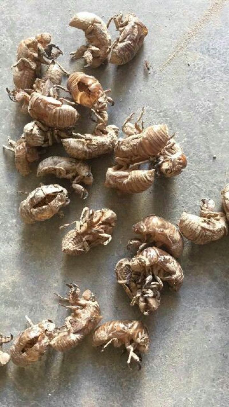 蝉蜕统货