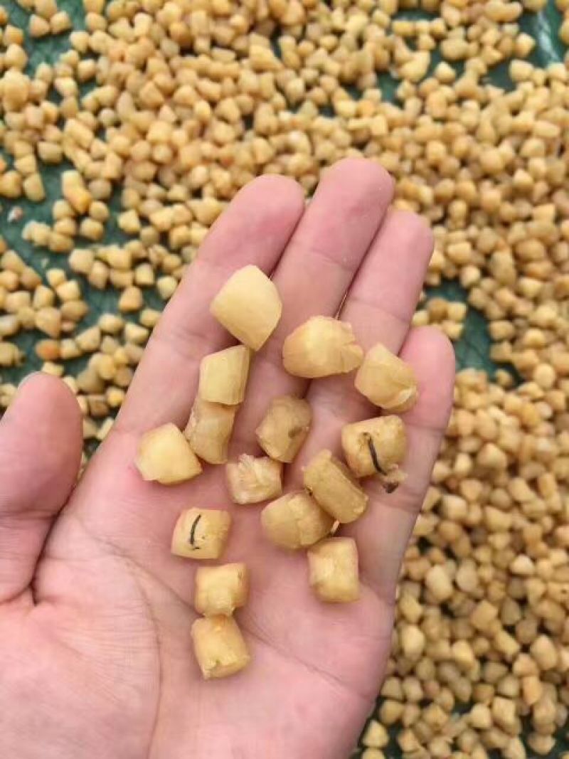 干瑶柱