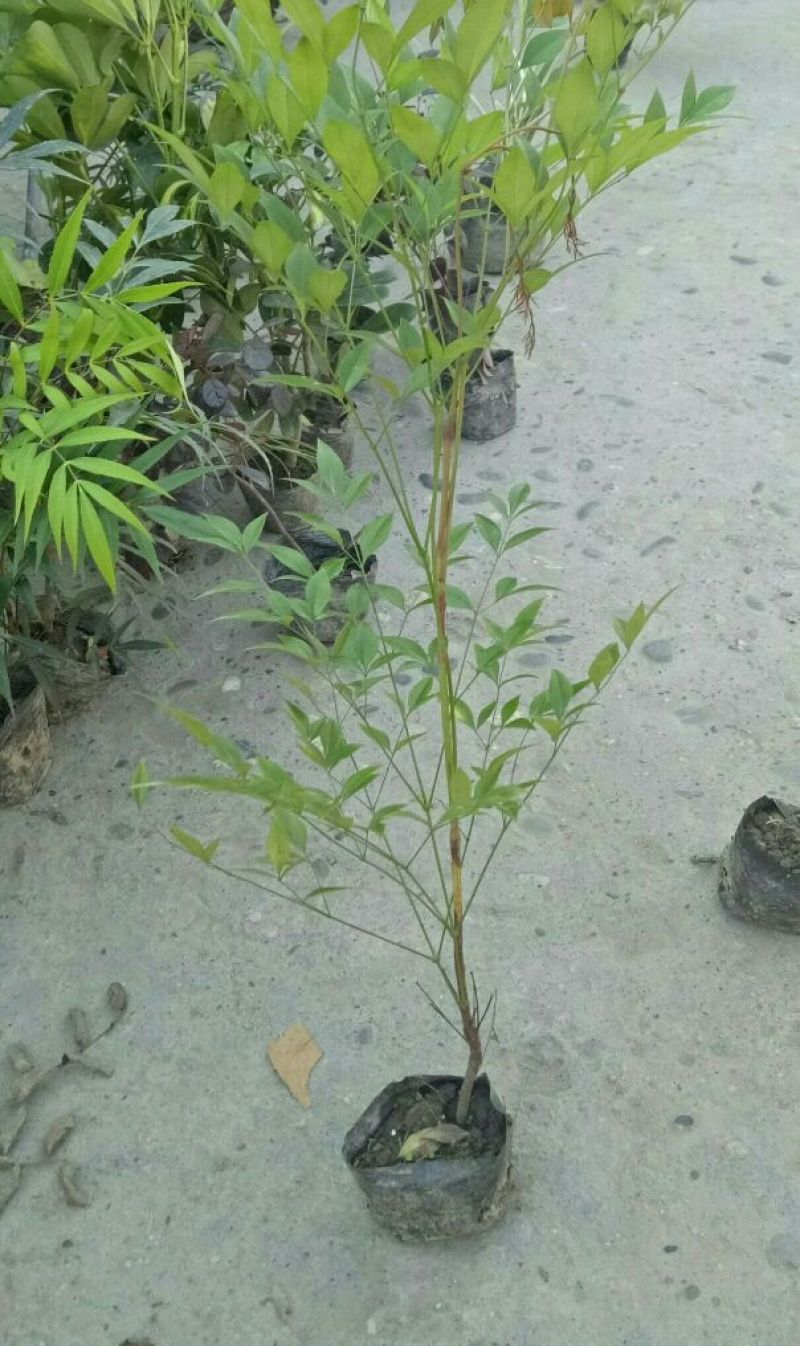南天竹